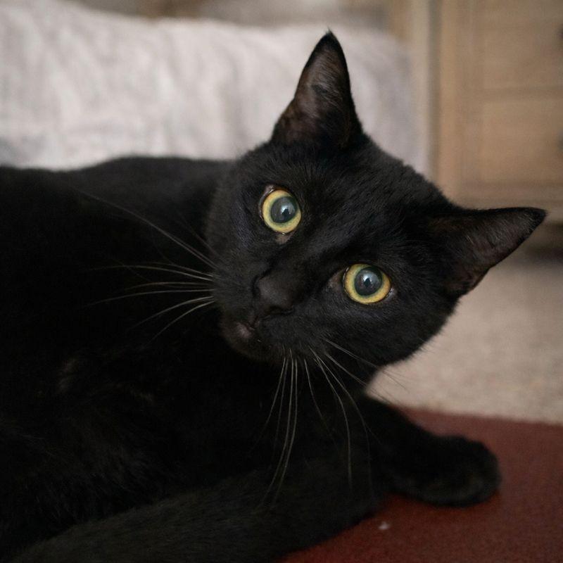 Tiltin Milton, Adoptable, Senior Male Domestic Short Hair.