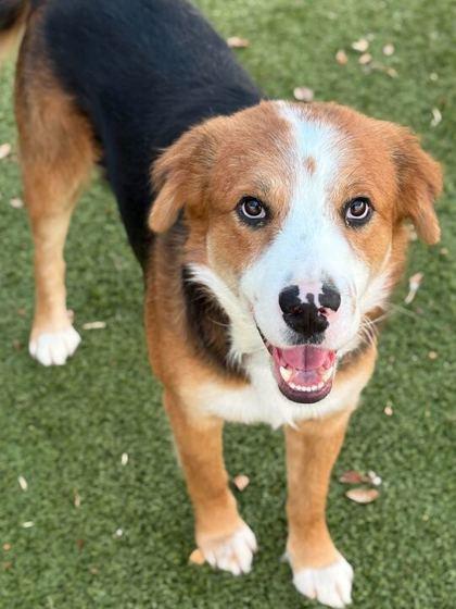 Prince Fiyero, Adoptable, Adult Male Mixed Breed & Mixed Breed.