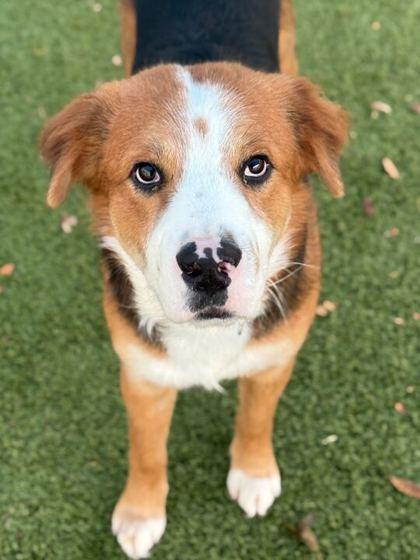 Enlarge Prince Fiyero, a Adoptable mixed breed in Carrollton, TX image 2/2