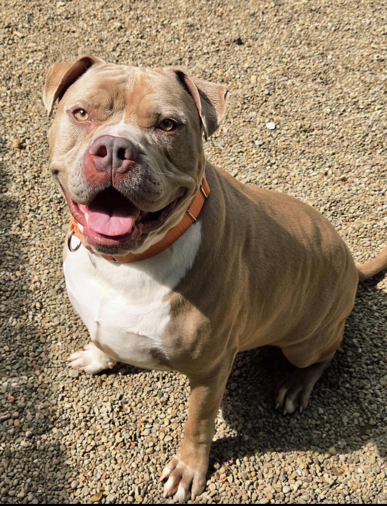 Hunk, a ADOPTABLE mixed breed in Youngstown, OH image 1/5