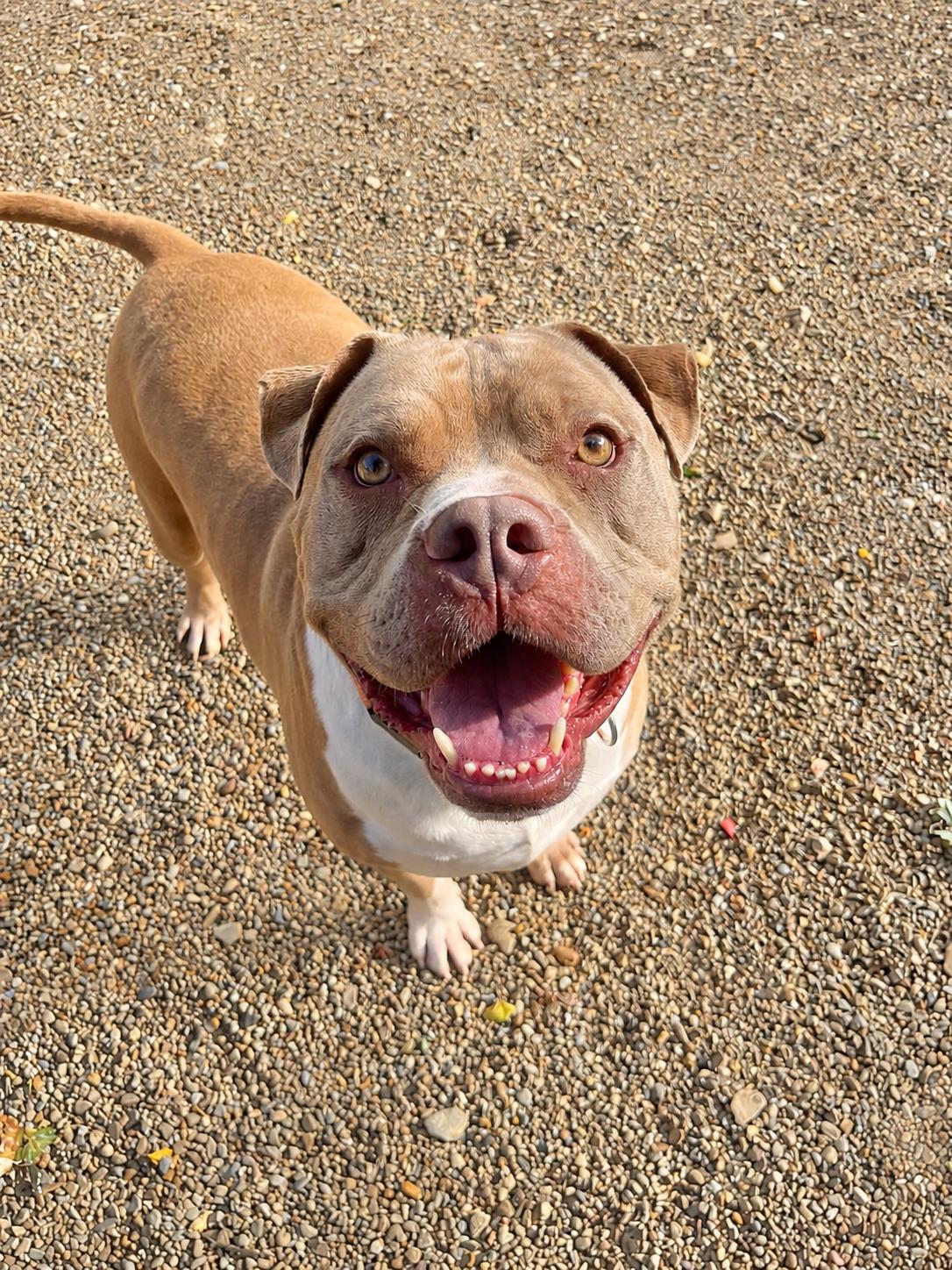 Hunk, a ADOPTABLE mixed breed in Youngstown, OH image 4/5