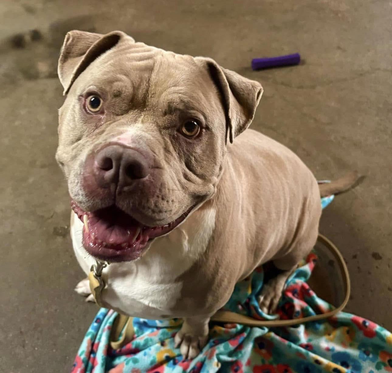 Hunk, a ADOPTABLE mixed breed in Youngstown, OH image 5/5