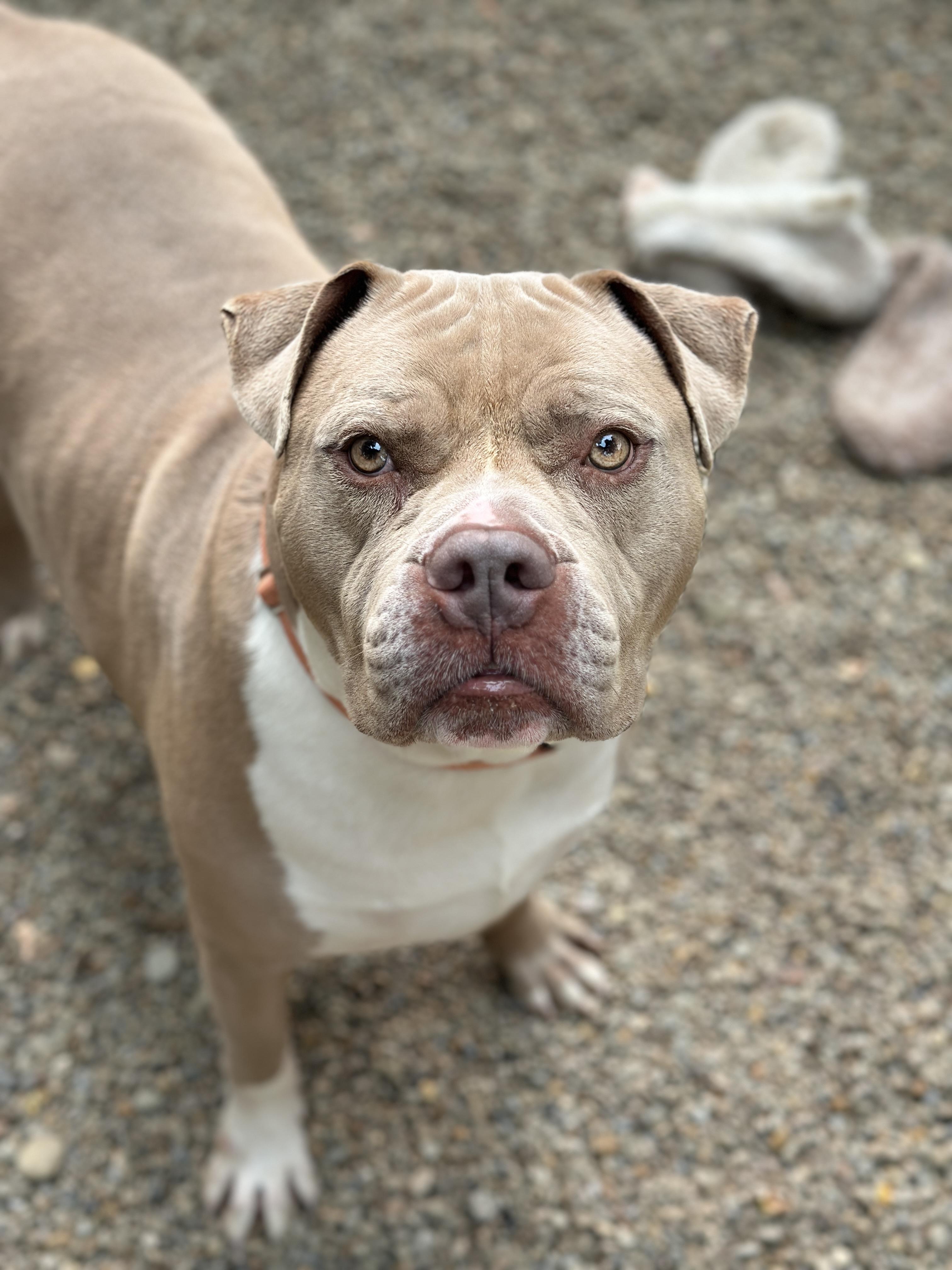 Hunk, a ADOPTABLE mixed breed in Youngstown, OH image 3/5