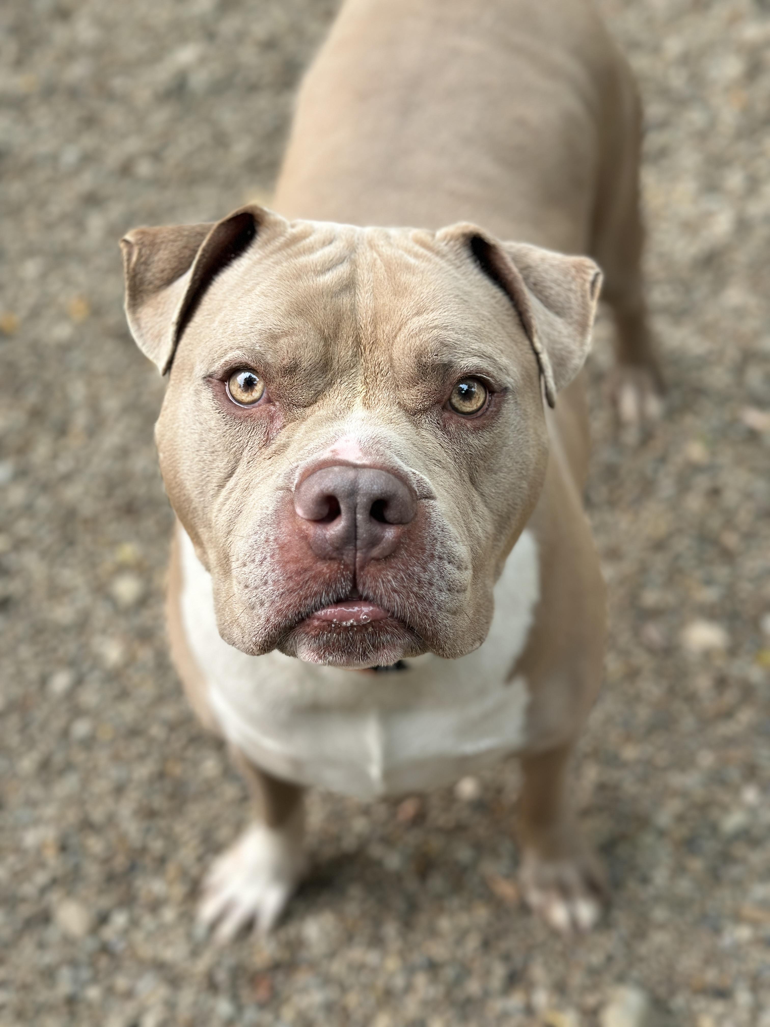 Hunk, a ADOPTABLE mixed breed in Youngstown, OH image 2/5