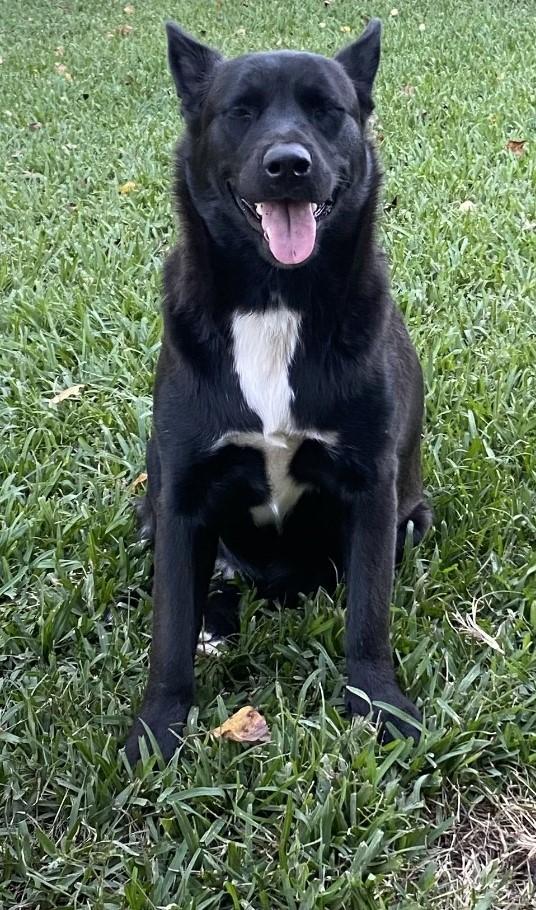 Nikita, Adult Female unknown