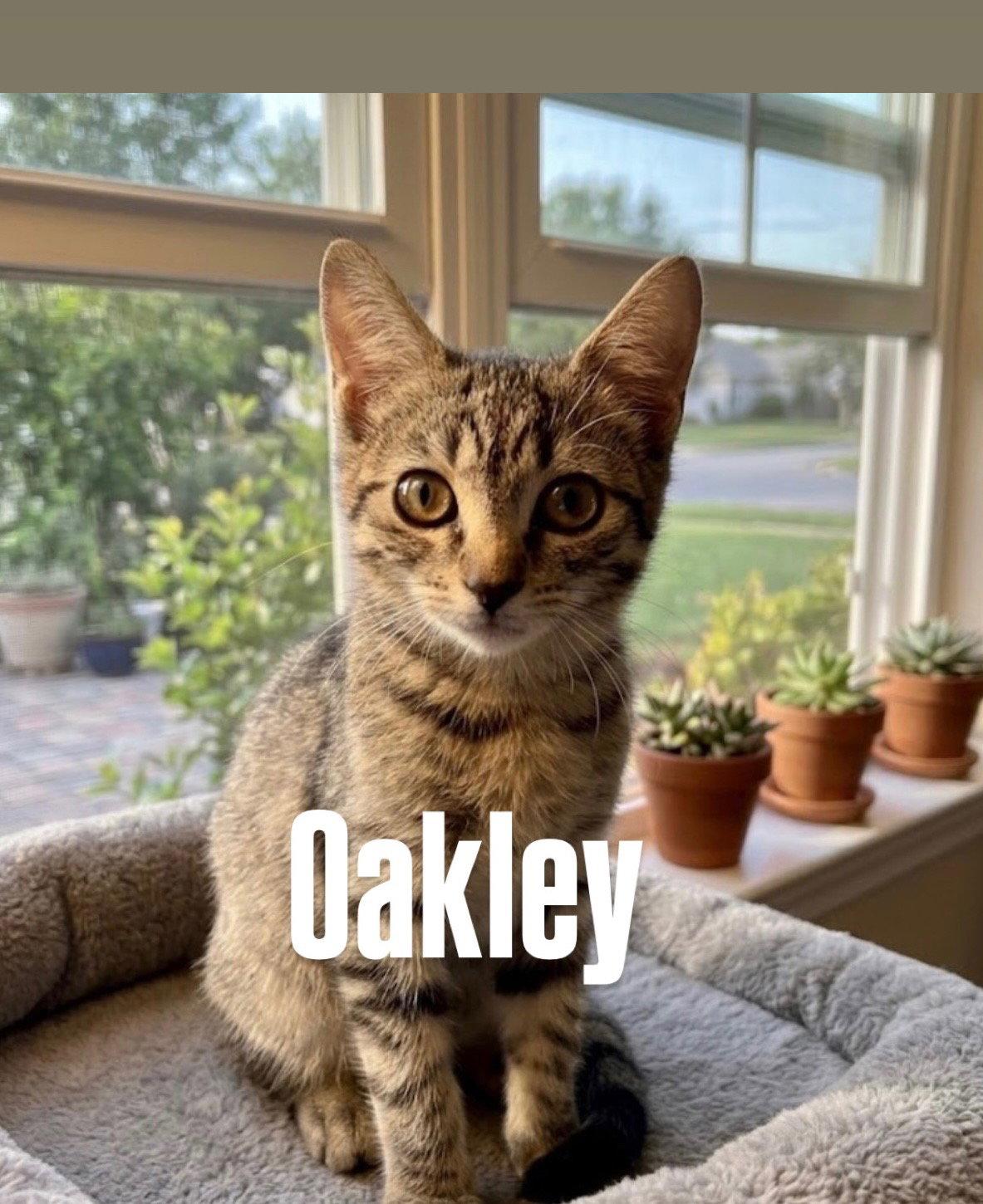 Oakley, Adoptable, Young Female Tabby.
