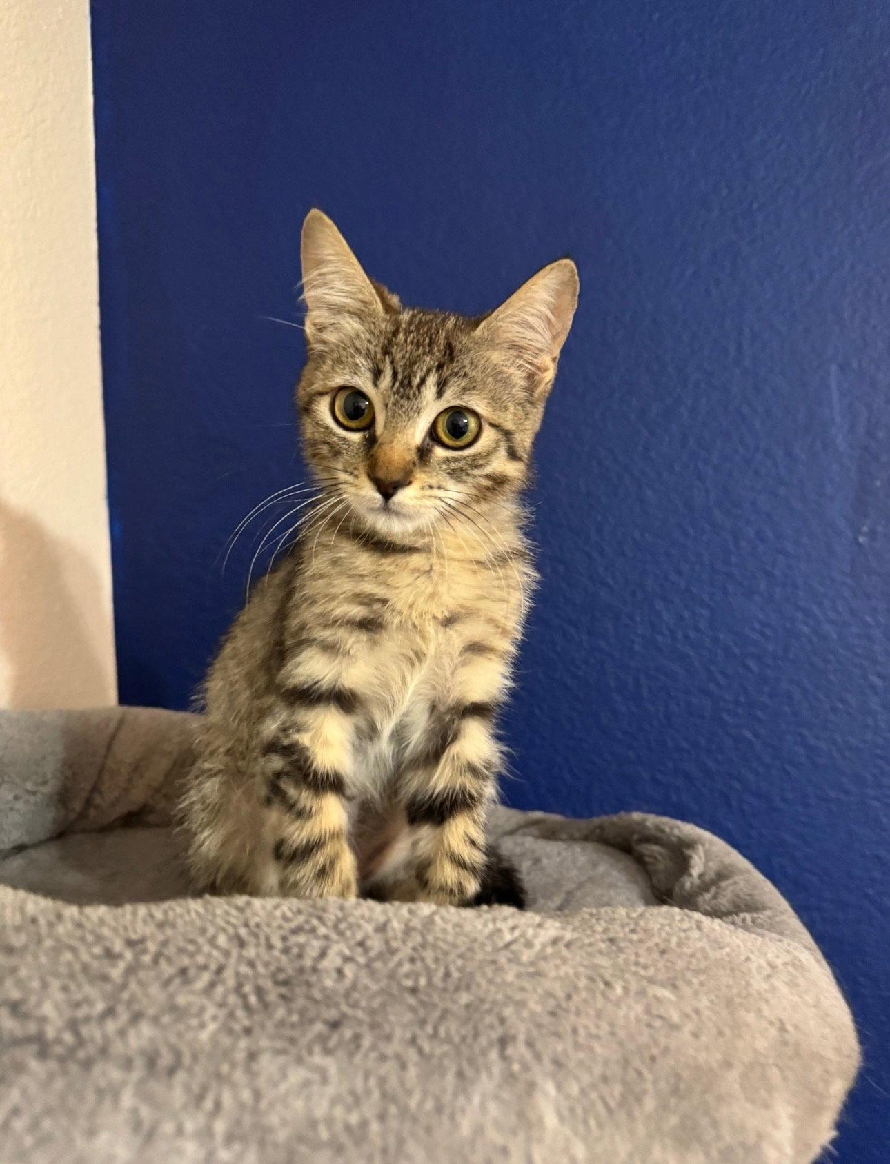 Enlarge Oakley, a Adoptable Tabby in Chandler, AZ image 2/2