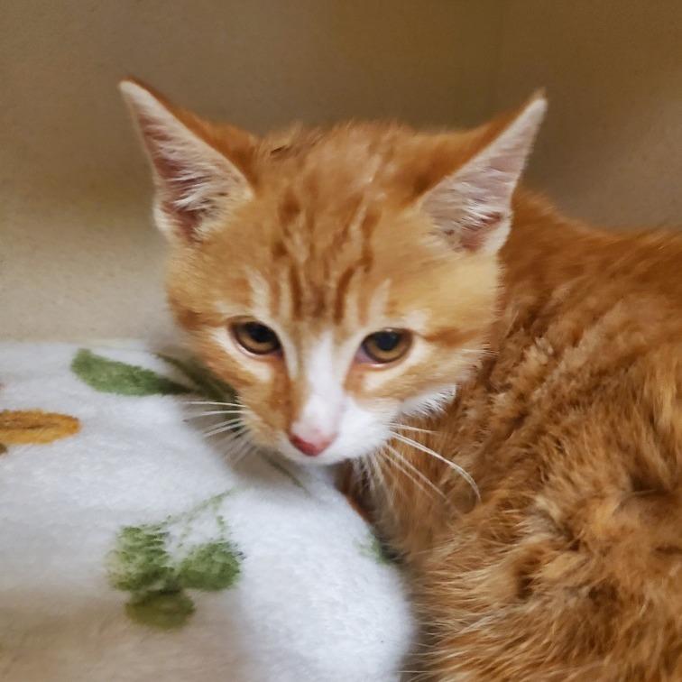 Enlarge Halo, an adopted Domestic Medium Hair in Hudson, NY image 1/1