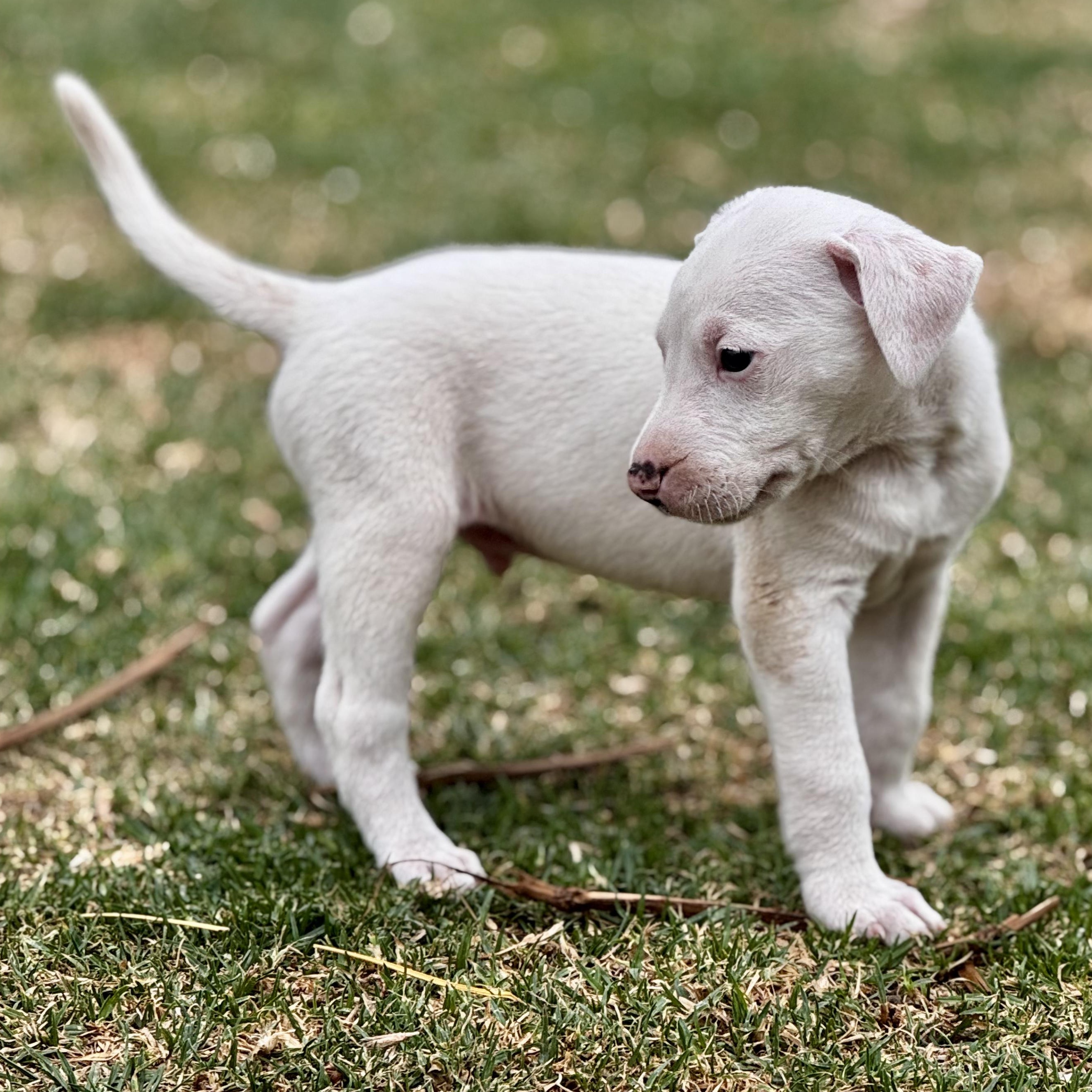 Ross — thumbnail 5