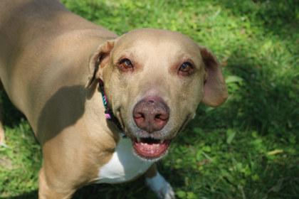 Summer, Adoptable, Adult Female Pointer & Mixed Breed.