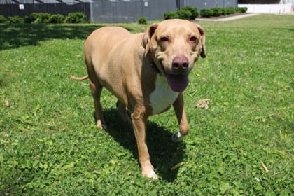 Summer, a Adoptable mixed breed in Kansas City, MO image 3/3