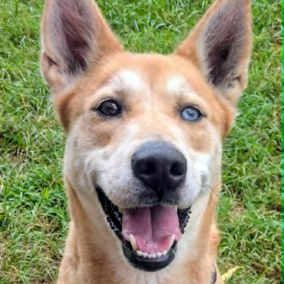 Mya, Adoptable, Adult Female Mixed Breed.