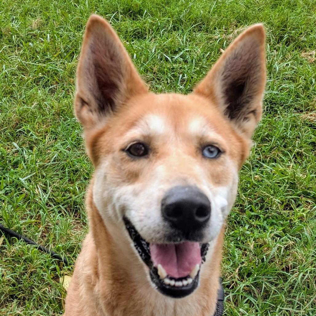 Enlarge Mya, a Adoptable Mixed Breed in Jeffersonville, IN image 2/6