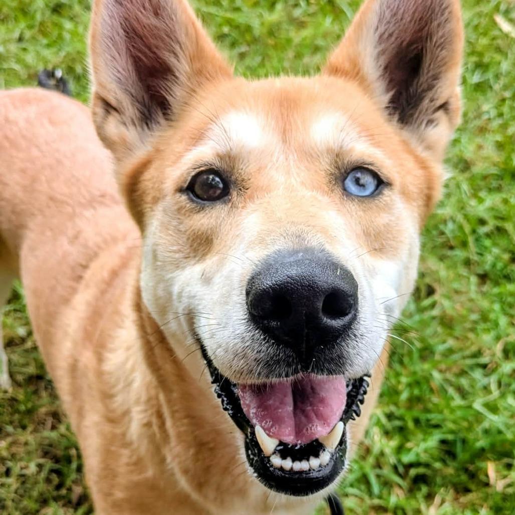 Enlarge Mya, a Adoptable Mixed Breed in Jeffersonville, IN image 3/6