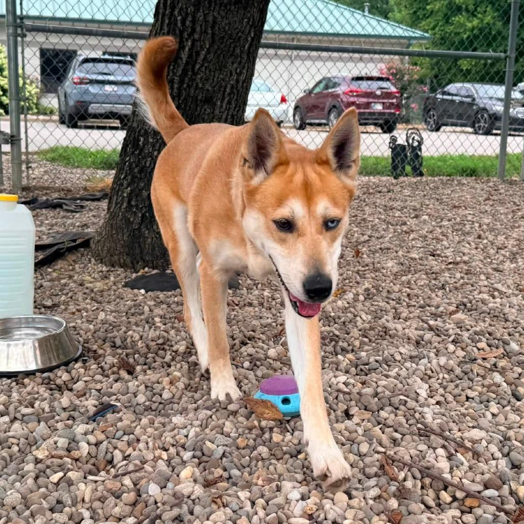 Enlarge Mya, a Adoptable Mixed Breed in Jeffersonville, IN image 4/6