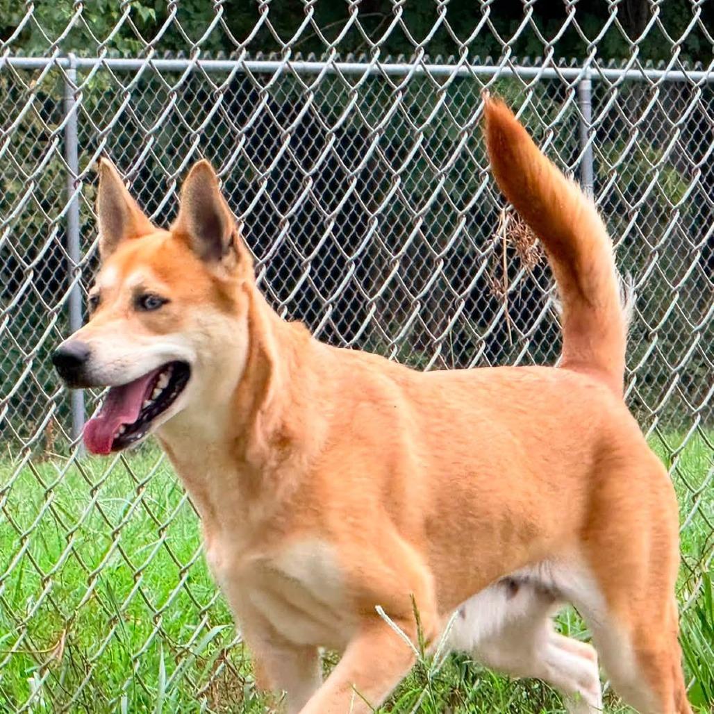 Enlarge Mya, a Adoptable Mixed Breed in Jeffersonville, IN image 5/6