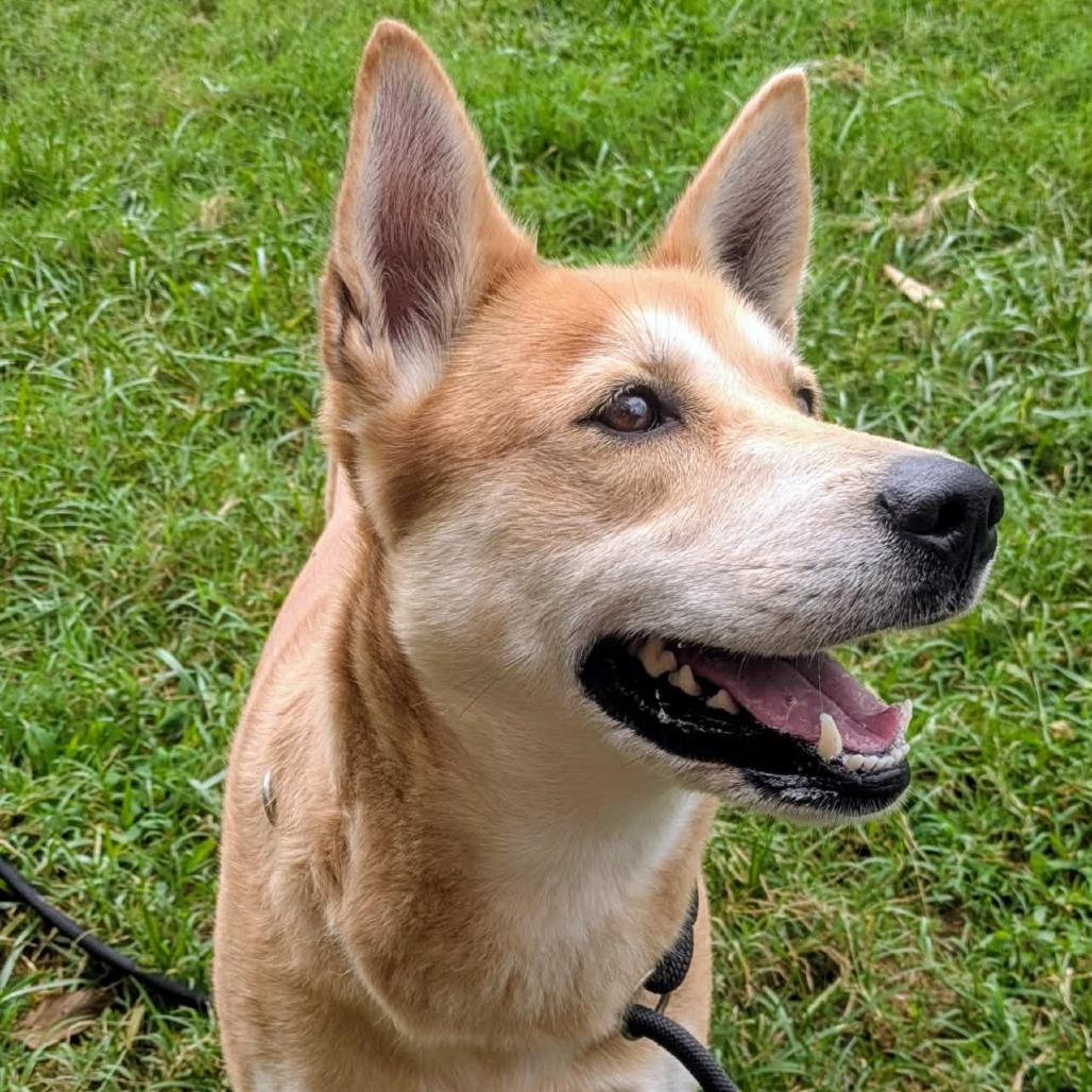 Enlarge Mya, a Adoptable Mixed Breed in Jeffersonville, IN image 6/6