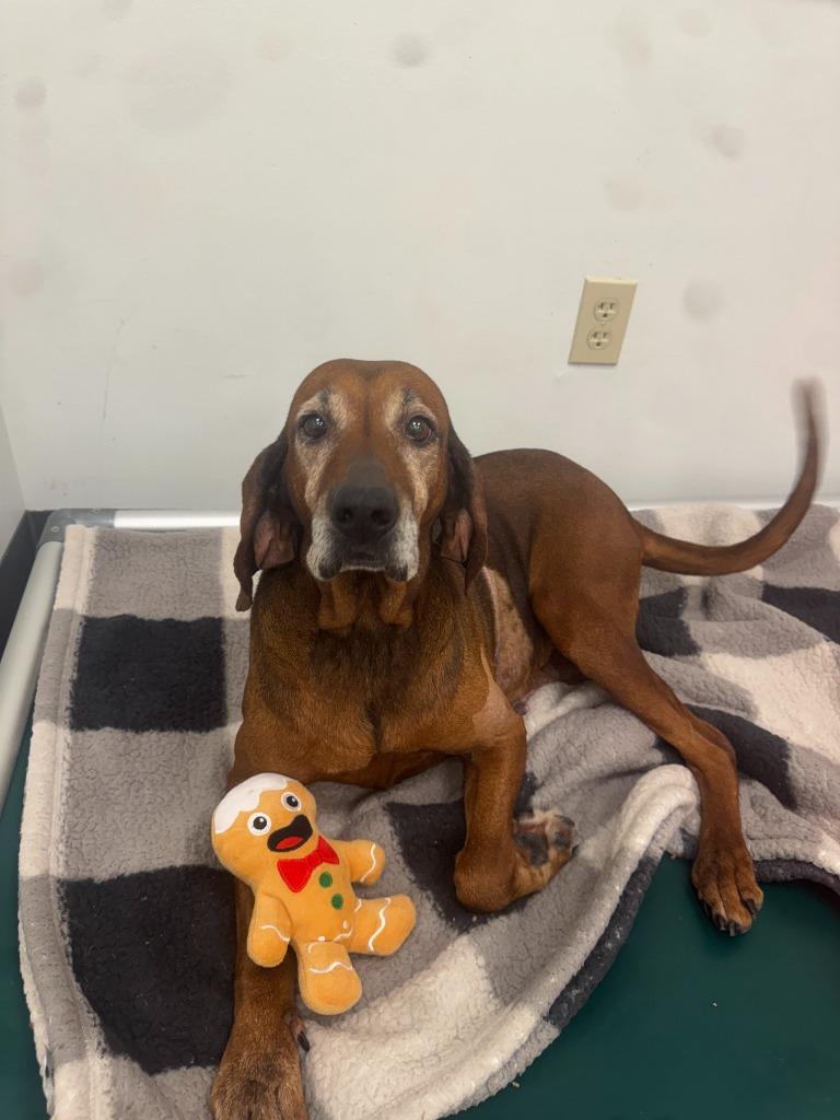 Granny, Adopted, Senior Female Hound.