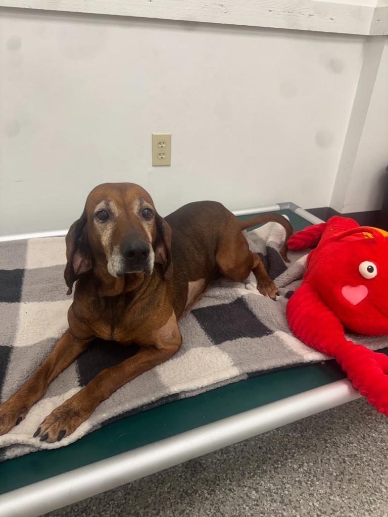 Enlarge Granny, a Adopted Hound in Findlay, OH image 2/3