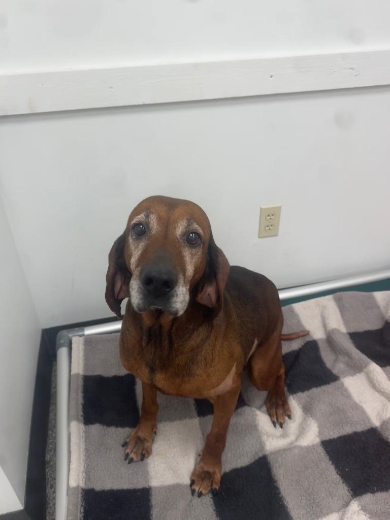 Enlarge Granny, a Adopted Hound in Findlay, OH image 3/3