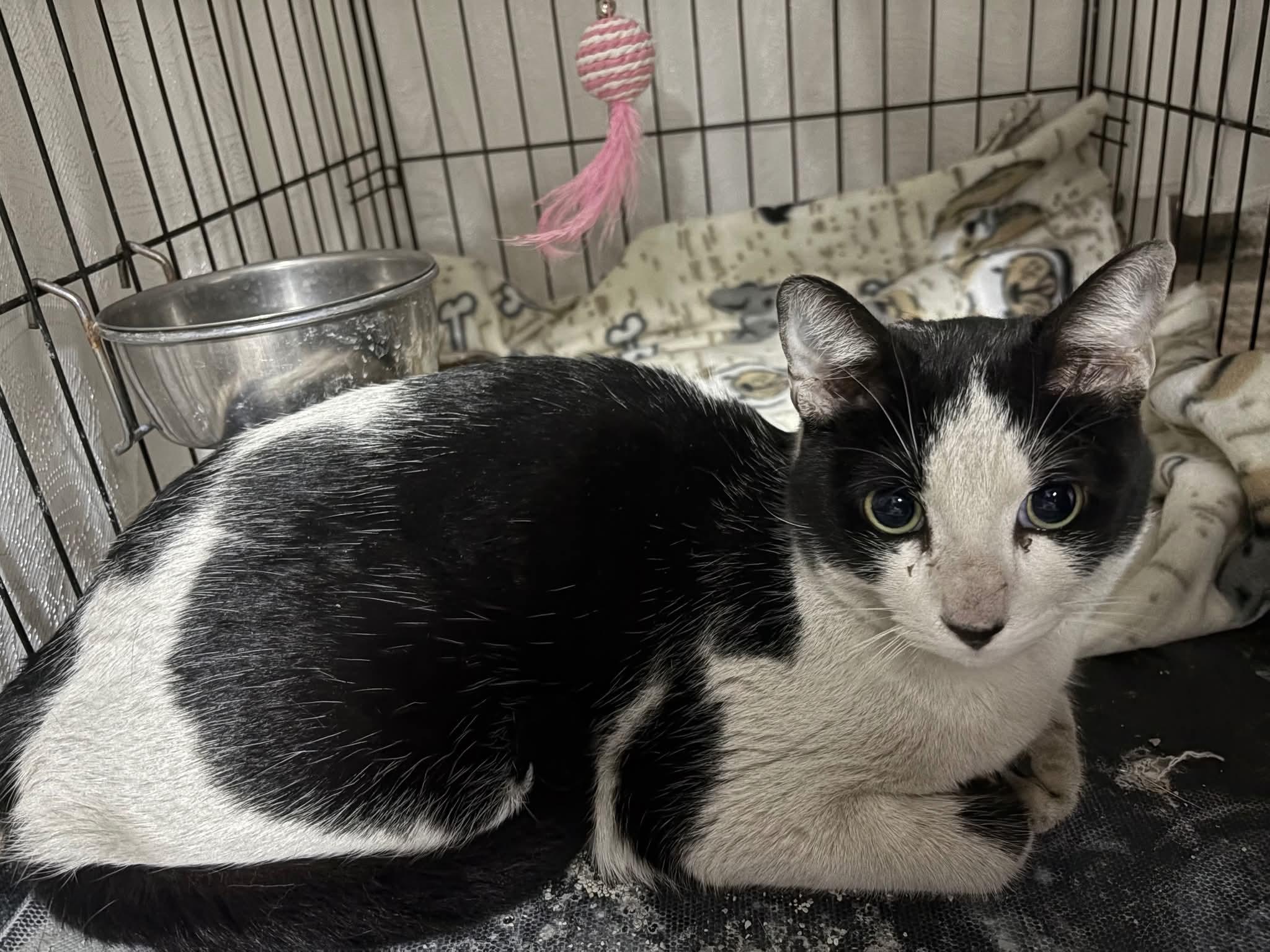 Enlarge Cowboy, a ADOPTABLE Domestic Short Hair in East Brunswick, NJ image 2/2