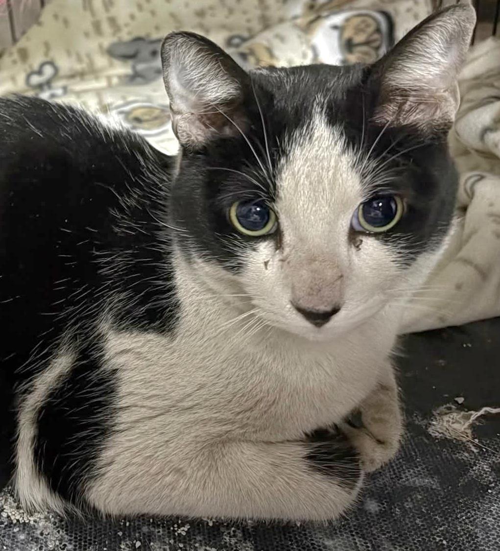 Cowboy, ADOPTABLE, Adult Male Domestic Short Hair.