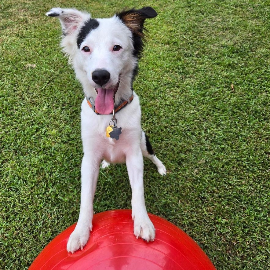 Enlarge Sallie, a Adoptable Border Collie in Vidor, TX image 1/6