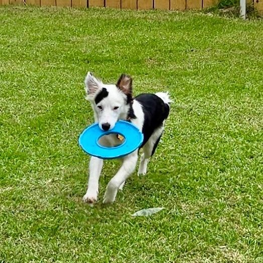 Enlarge Sallie, a Adoptable Border Collie in Vidor, TX image 3/6