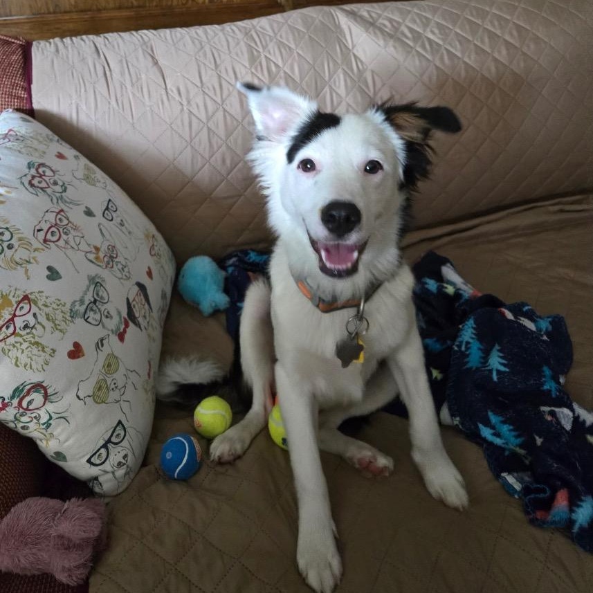 Enlarge Sallie, a Adoptable Border Collie in Vidor, TX image 4/6