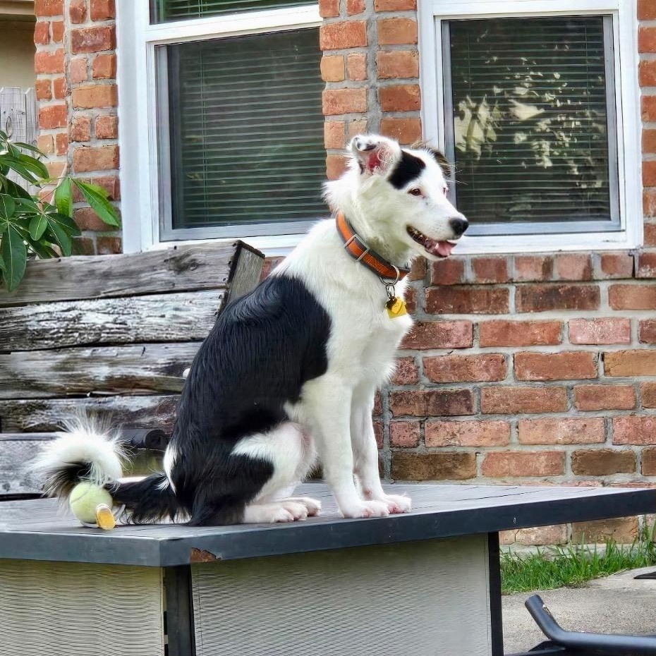Enlarge Sallie, a Adoptable Border Collie in Vidor, TX image 2/6