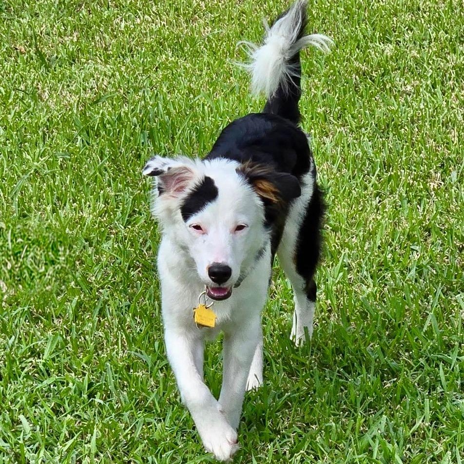 Enlarge Sallie, a Adoptable Border Collie in Vidor, TX image 5/6