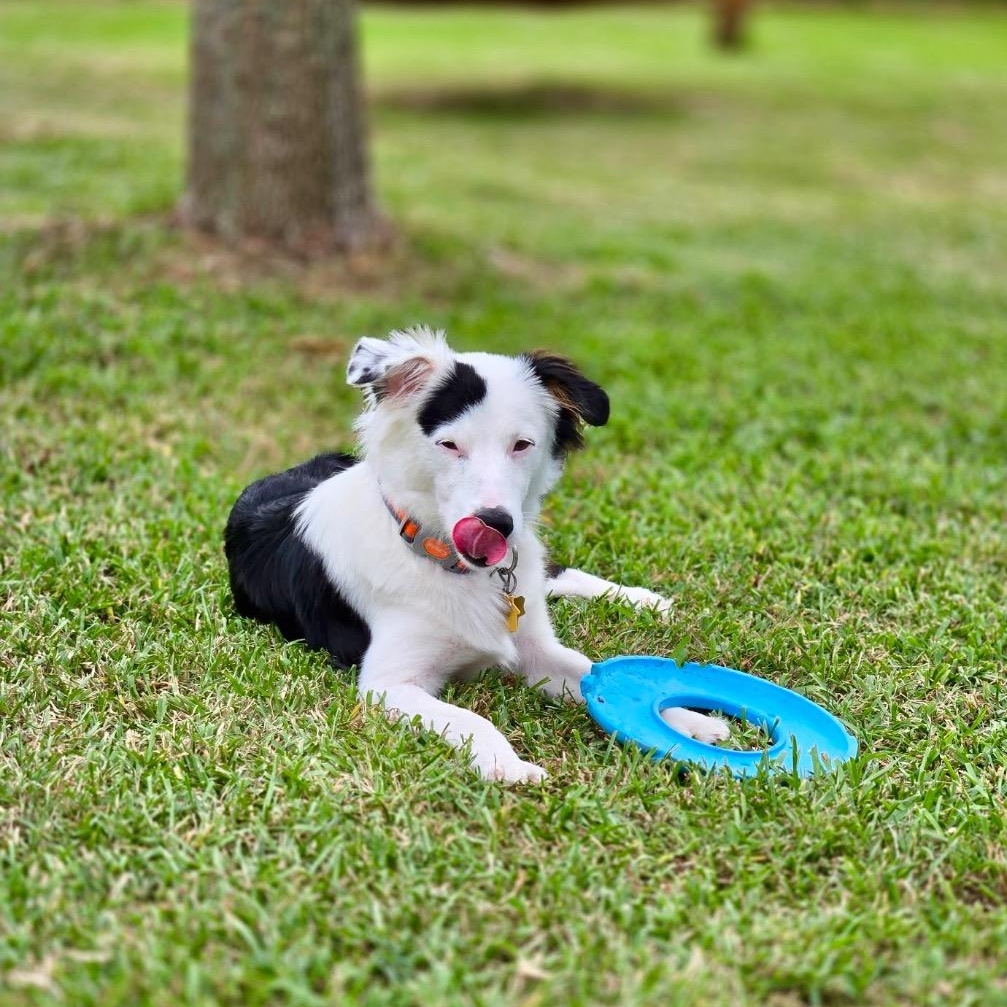 Enlarge Sallie, a Adoptable Border Collie in Vidor, TX image 6/6