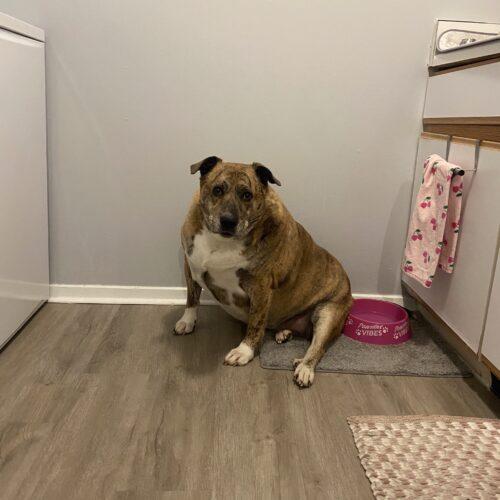 Oma, Adoptable, Adult Female Mixed Breed.