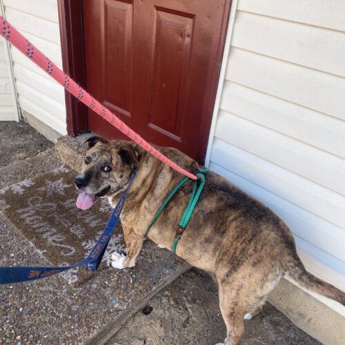 Enlarge Oma, a Adoptable mixed breed in Memphis, TN image 3/3