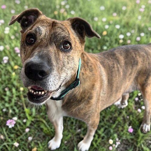 Oma, a Adoptable mixed breed in Memphis, TN image 4/5