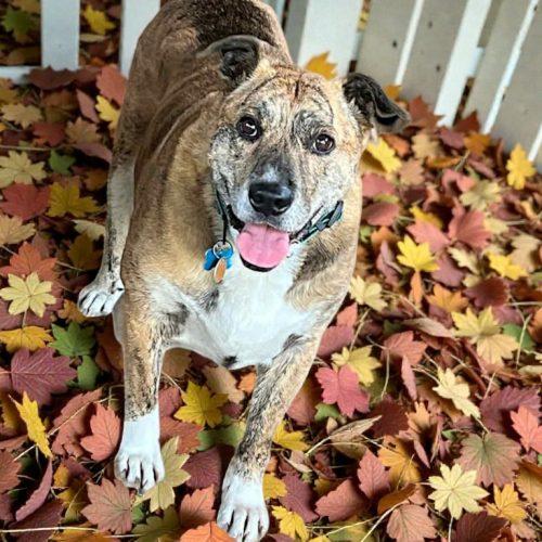 Enlarge Oma, a Adoptable mixed breed in Memphis, TN image 4/4