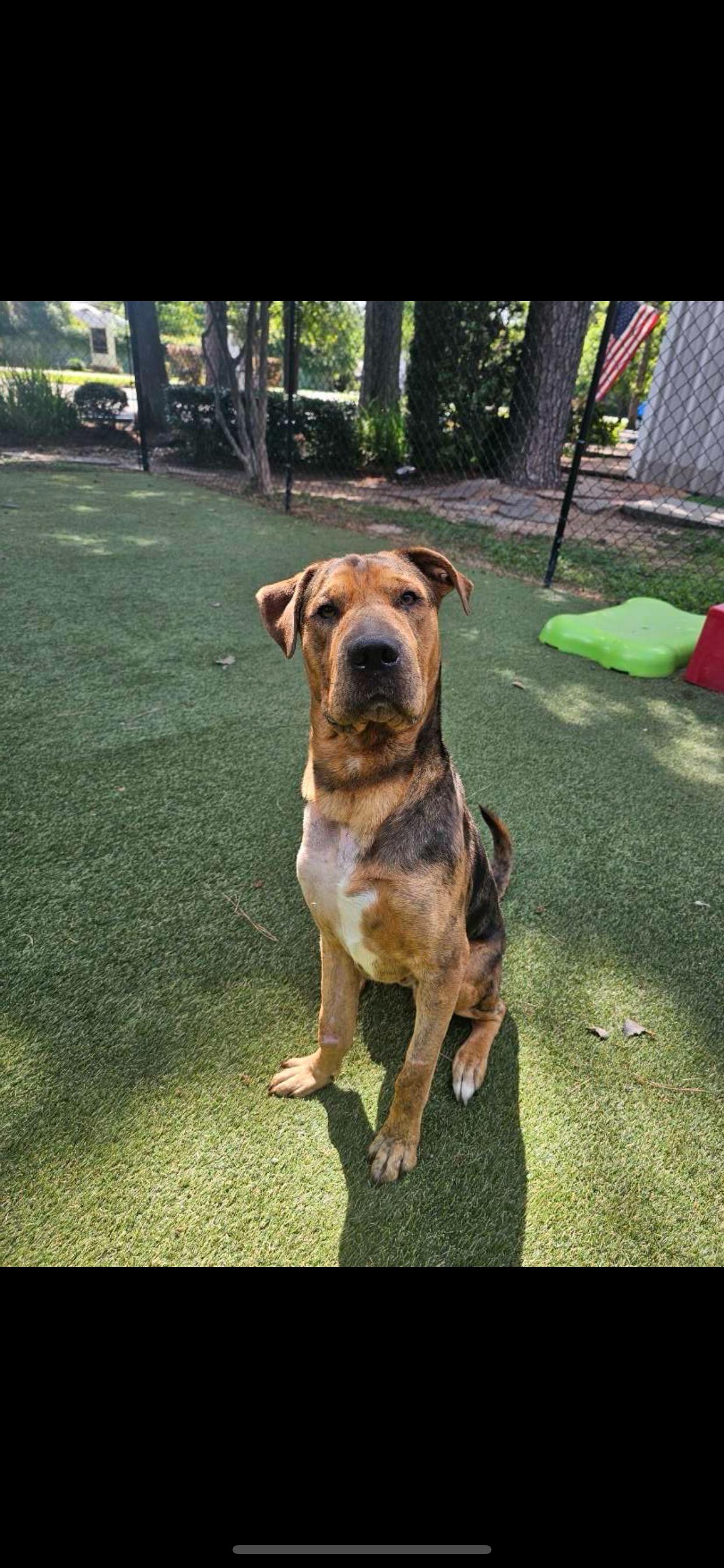 Kane, Adoptable, Young Male Mixed Breed.