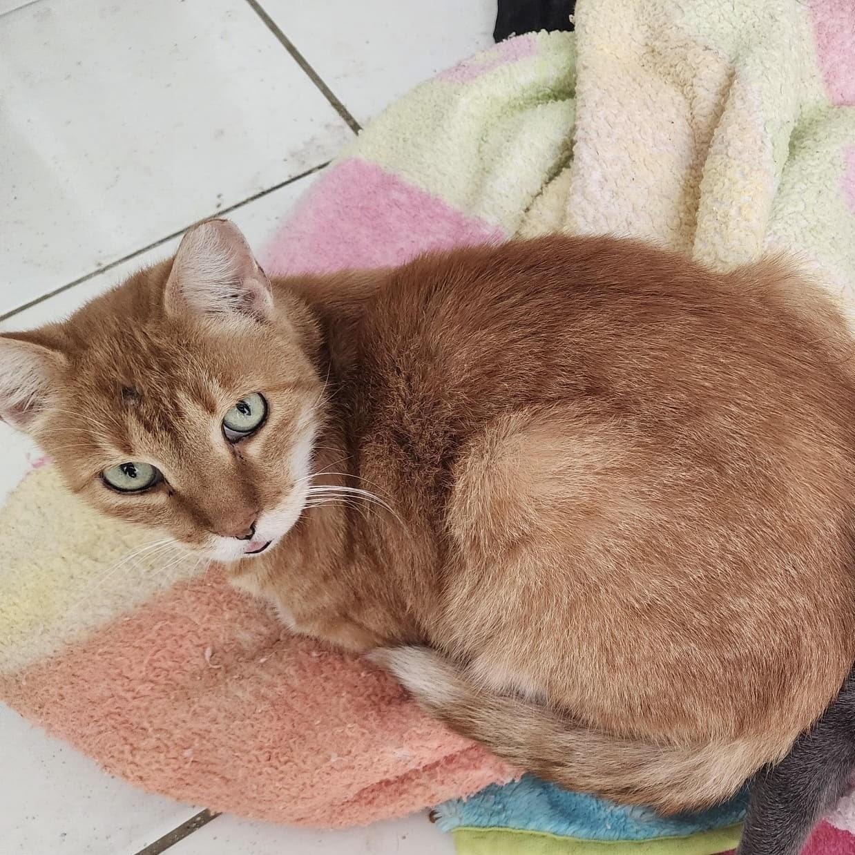 Rubio, a Adoptable Domestic Short Hair in Vernon , CT image 4/4