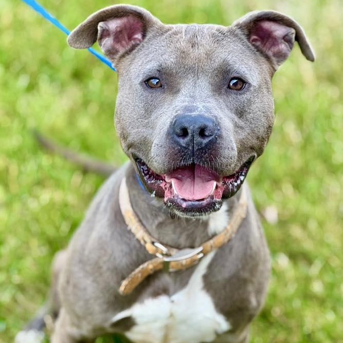 Candy, Young Female Pit Bull Terrier