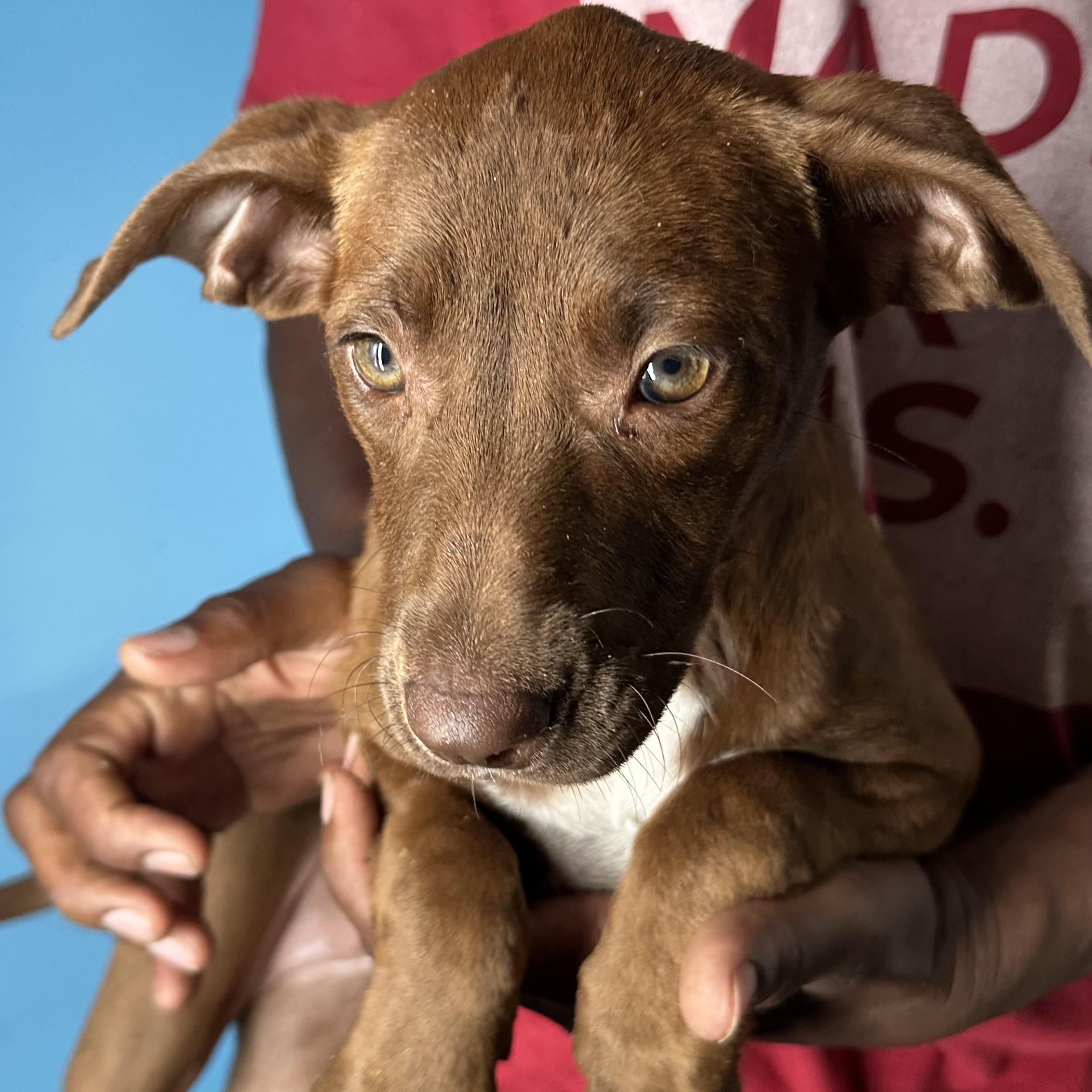 Lola - Local April 10-12, adoptable, Puppy Female Labrador Retriever & Great Dane.