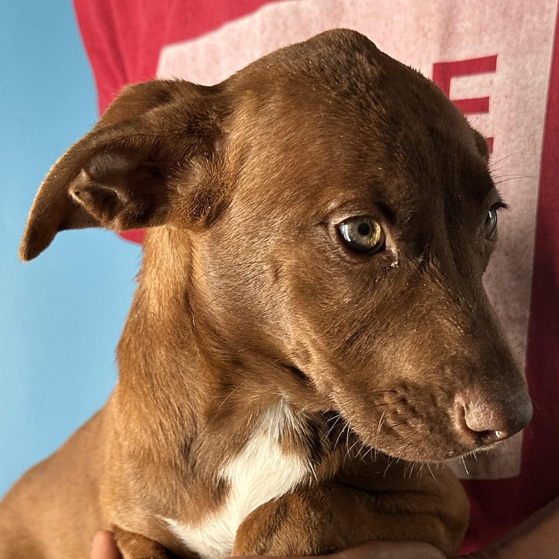 Lola - Local April 10-12, an adoptable mixed breed in Westerly, RI image 2/6