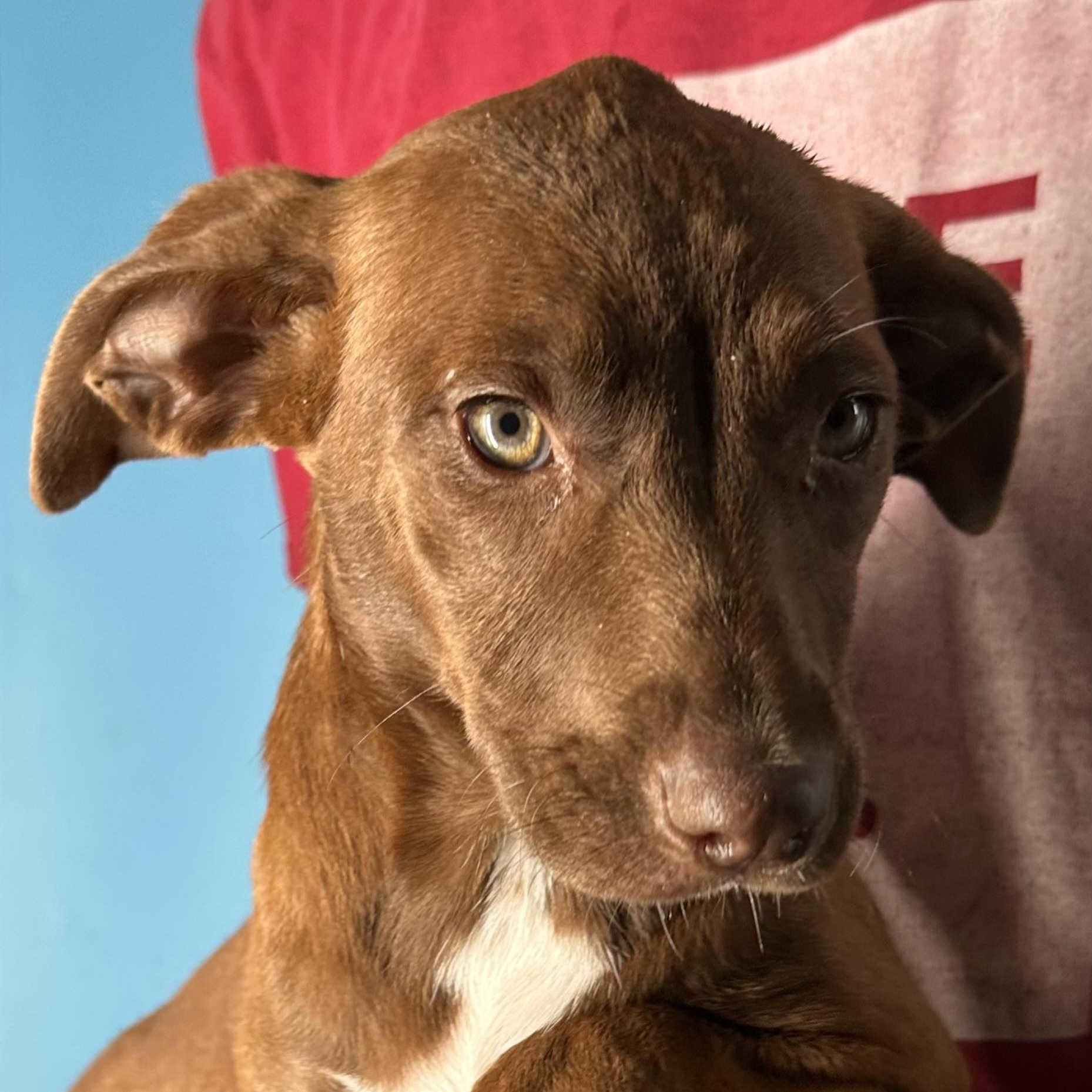 Lola - Local April 10-12, an adoptable mixed breed in Westerly, RI image 6/6