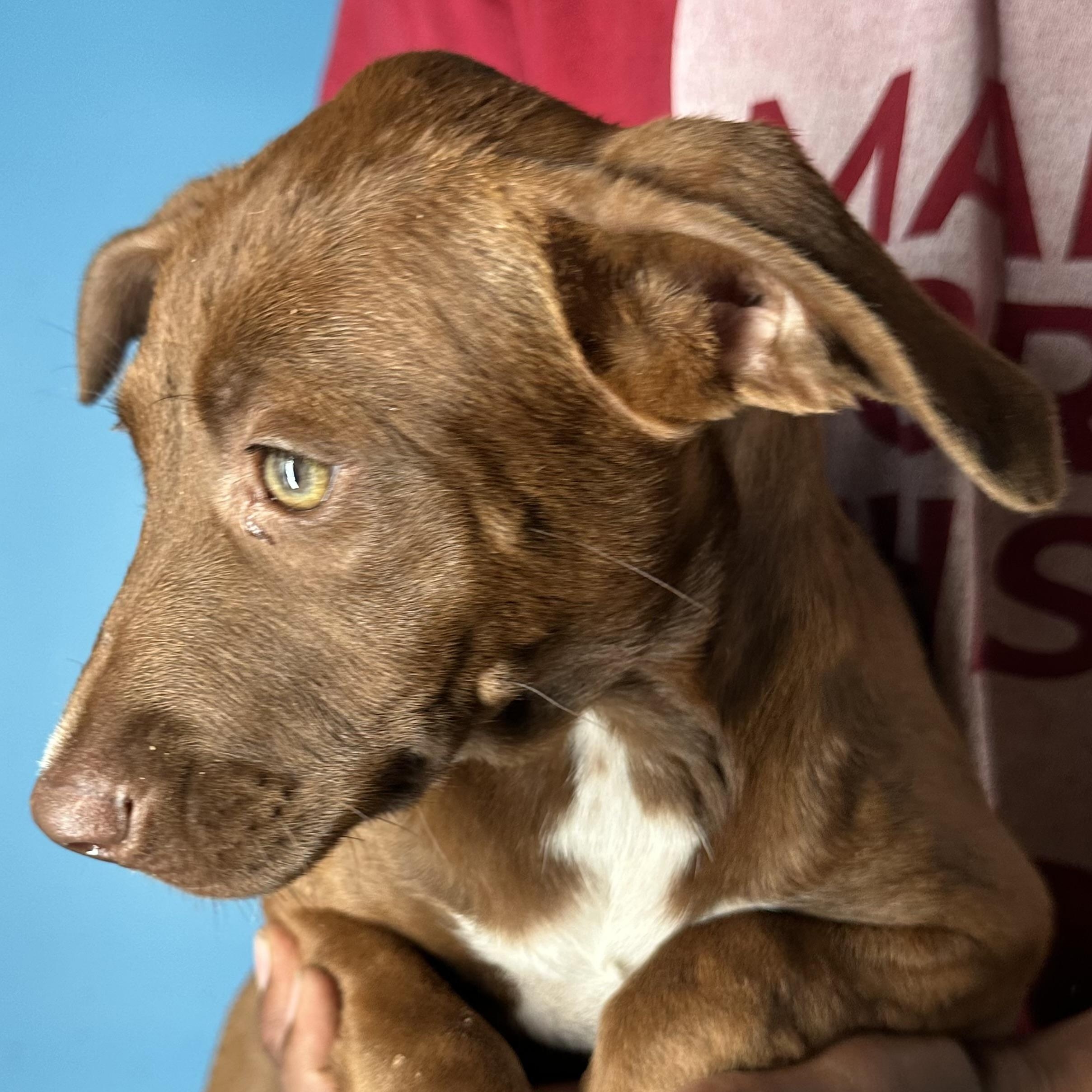 Lola - Local April 10-12, an adoptable mixed breed in Westerly, RI image 3/6