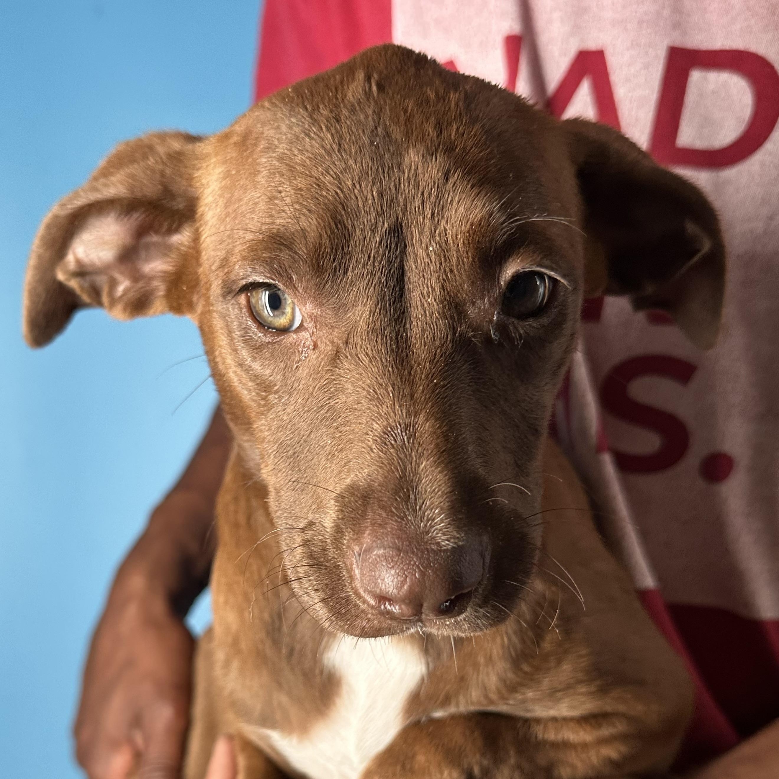 Lola - Local April 10-12, an adoptable mixed breed in Westerly, RI image 5/6