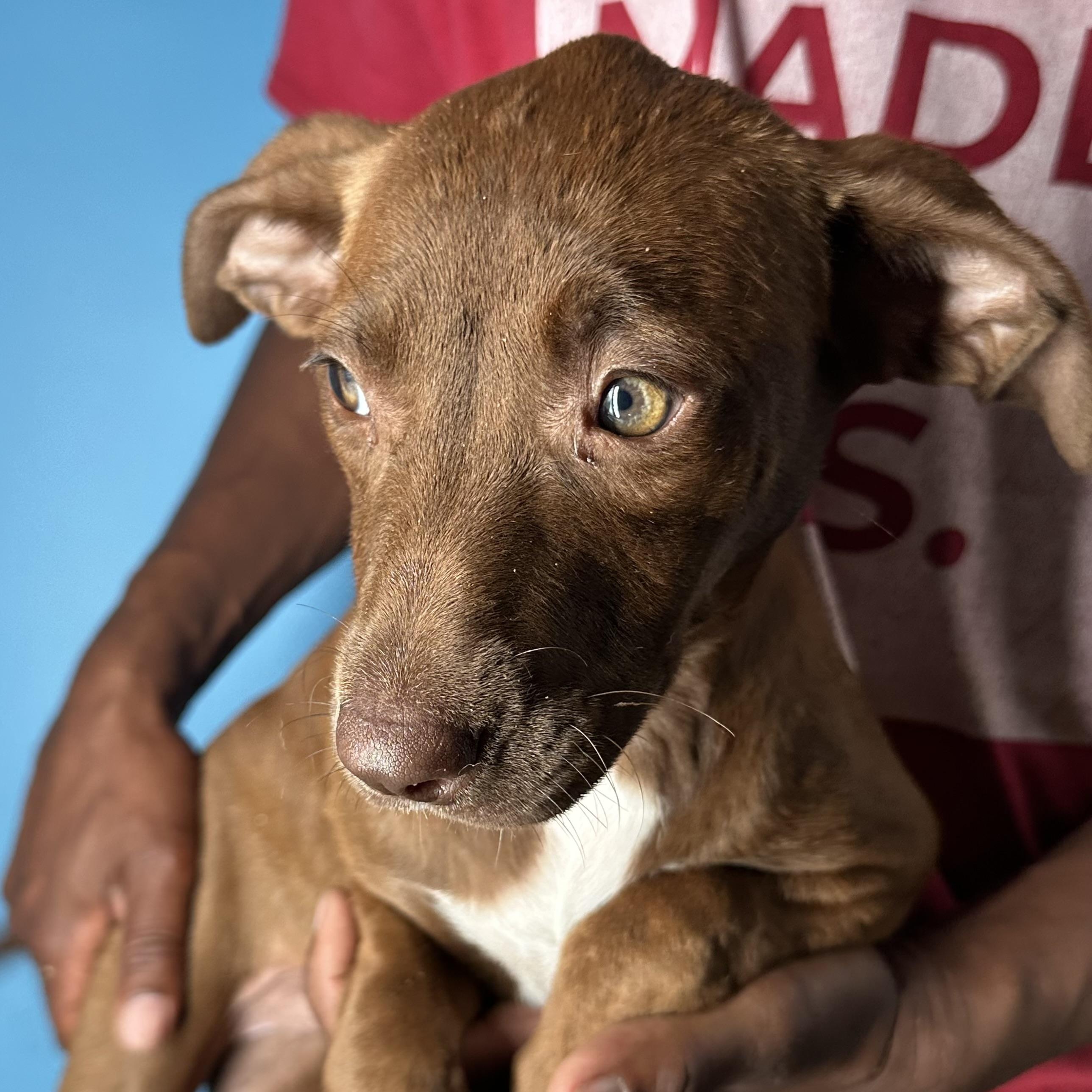 Lola - Local April 10-12, an adoptable mixed breed in Westerly, RI image 4/6