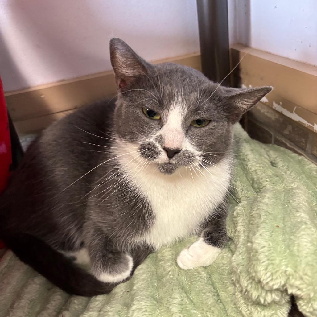 Julia, Adoptable, Adult Female Domestic Short Hair.