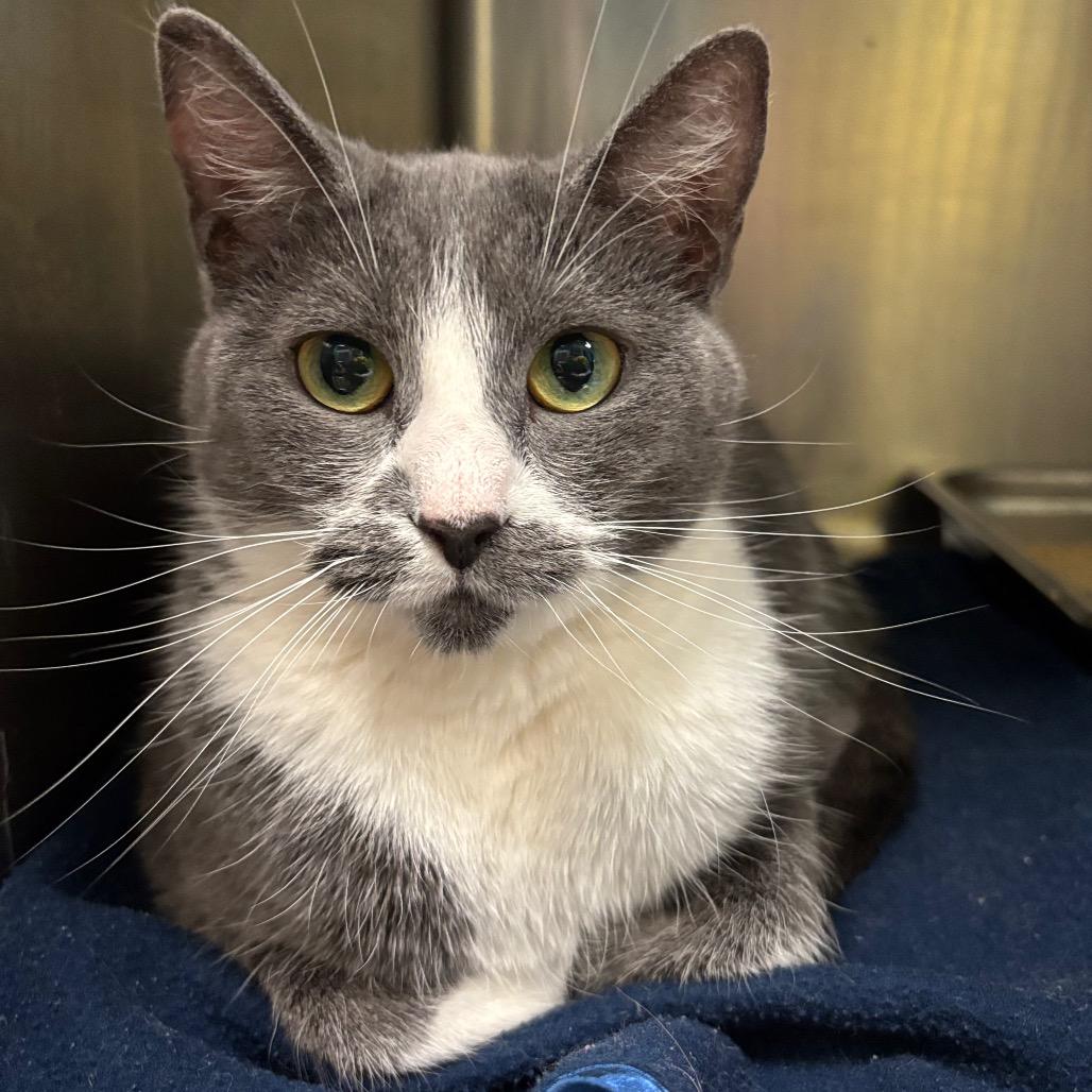 Julia, Adoptable, Adult Female Domestic Short Hair.