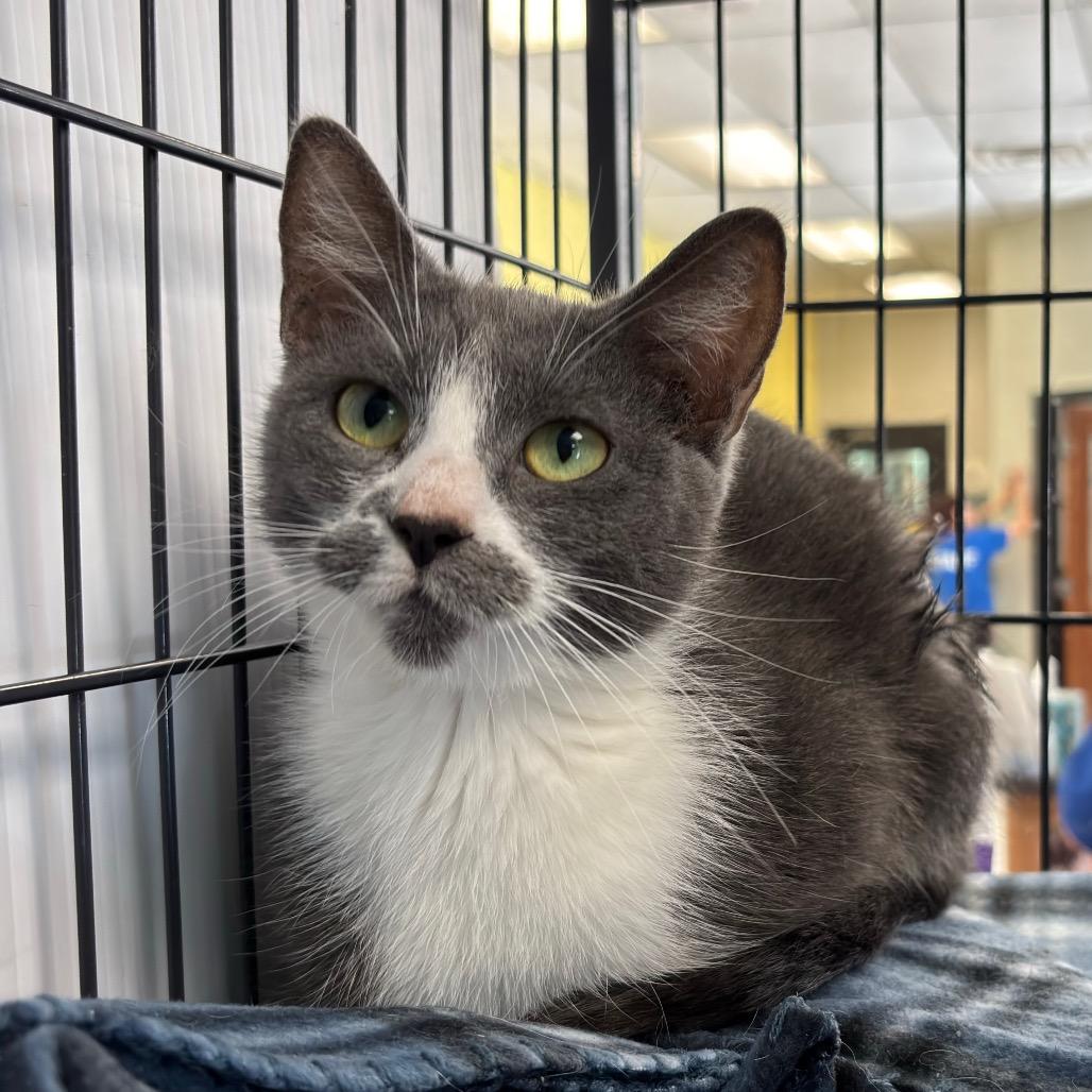 Julia, Adoptable, Adult Female Domestic Short Hair.