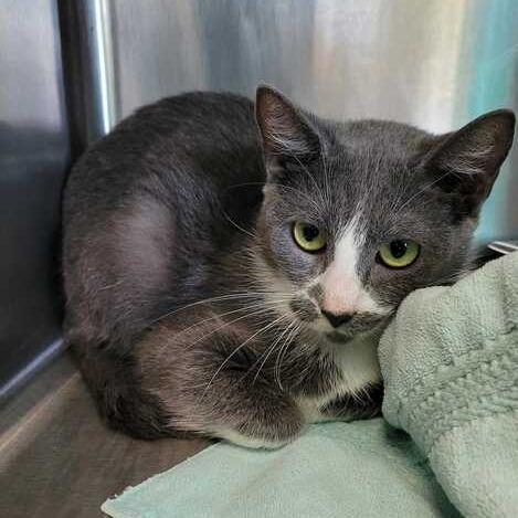 Enlarge Julia, a Adoptable Domestic Short Hair in Davenport, IA image 2/5