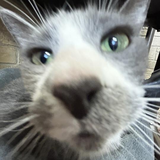 Enlarge Julia, a Adoptable Domestic Short Hair in Davenport, IA image 3/6